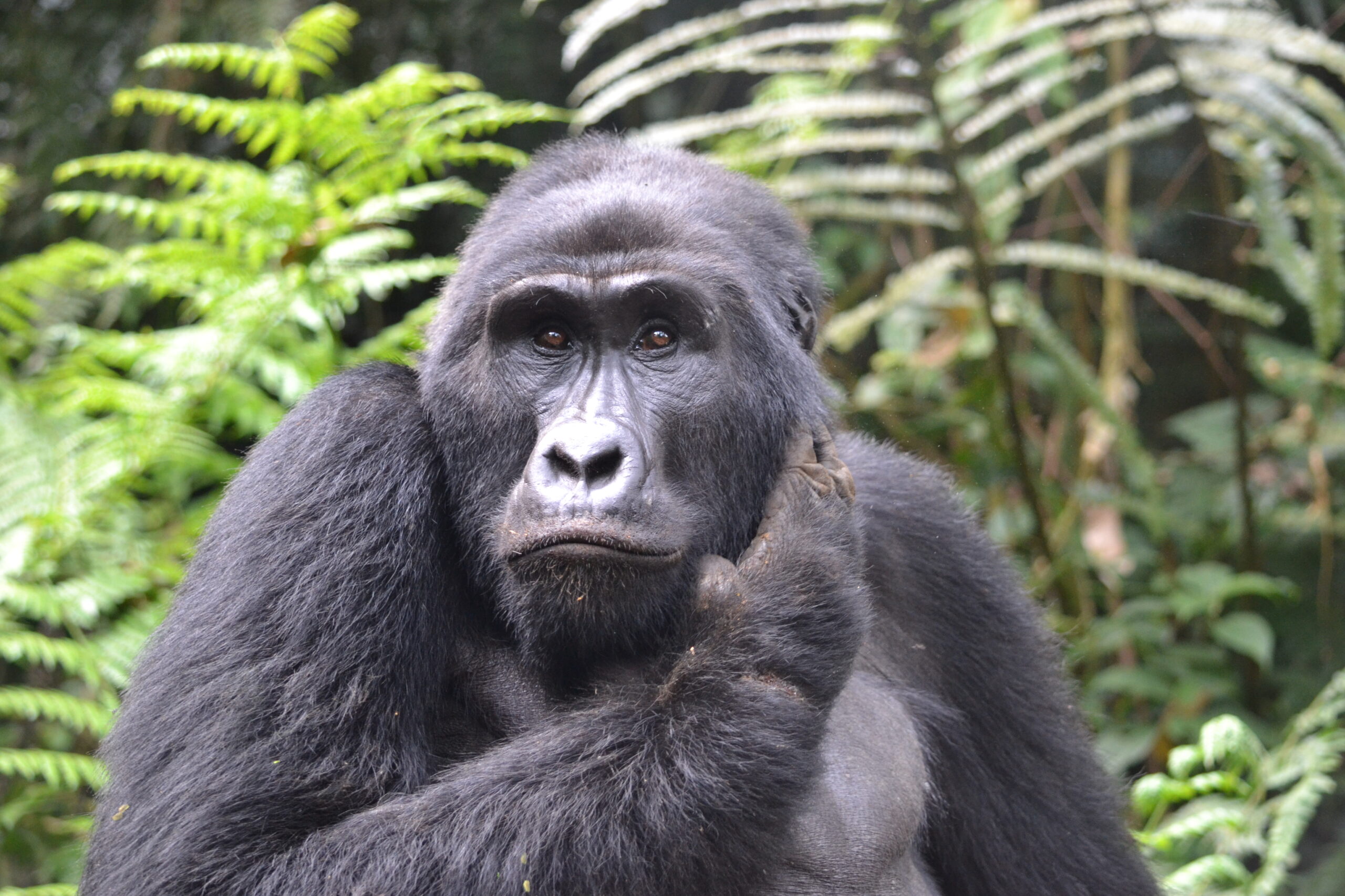 5 days Congo gorilla trekking, Nyiragongo tour