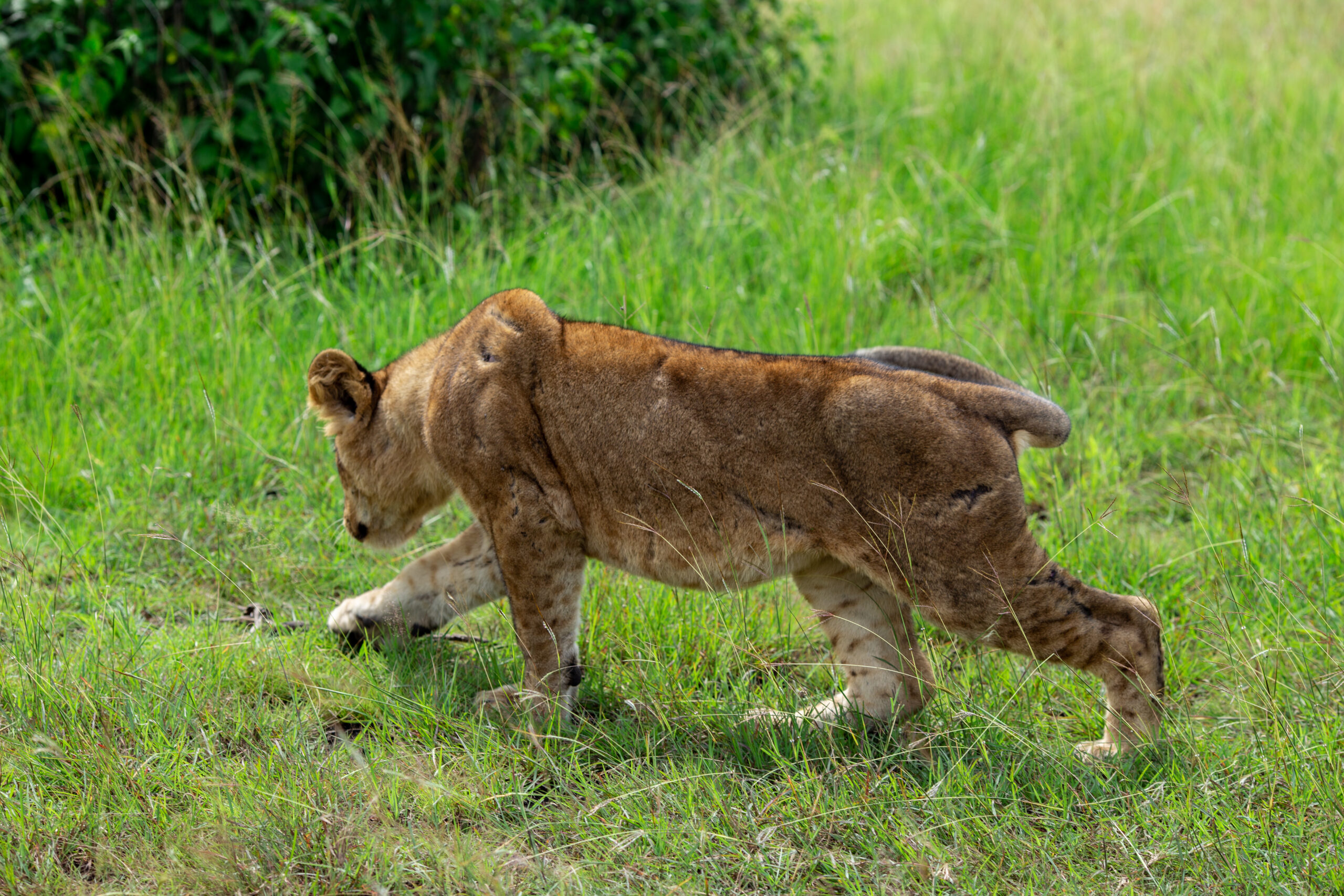 Queen Elizabeth national park