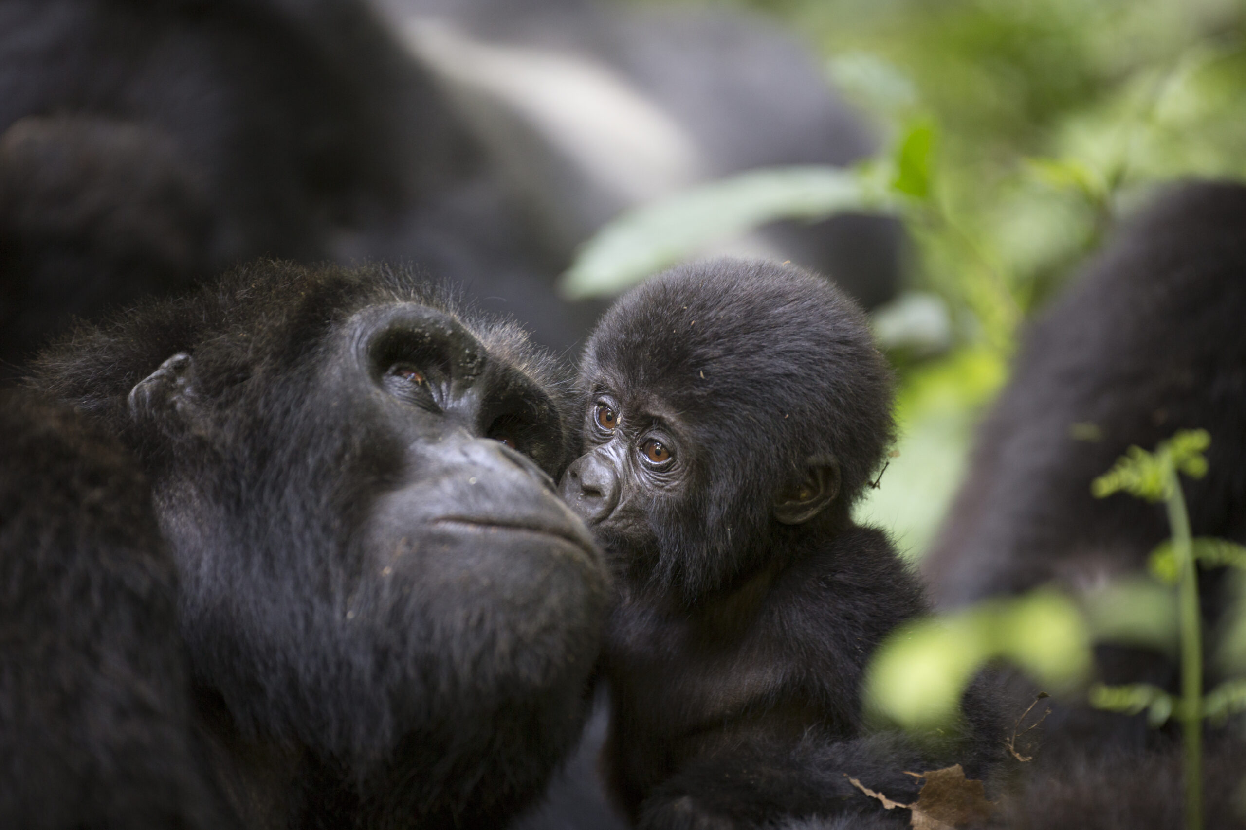 Mgahinga Gorilla National Park.