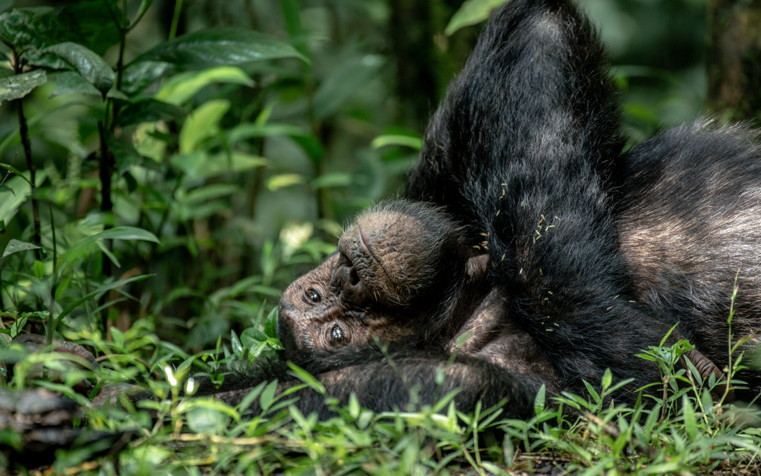 Kibale National Park