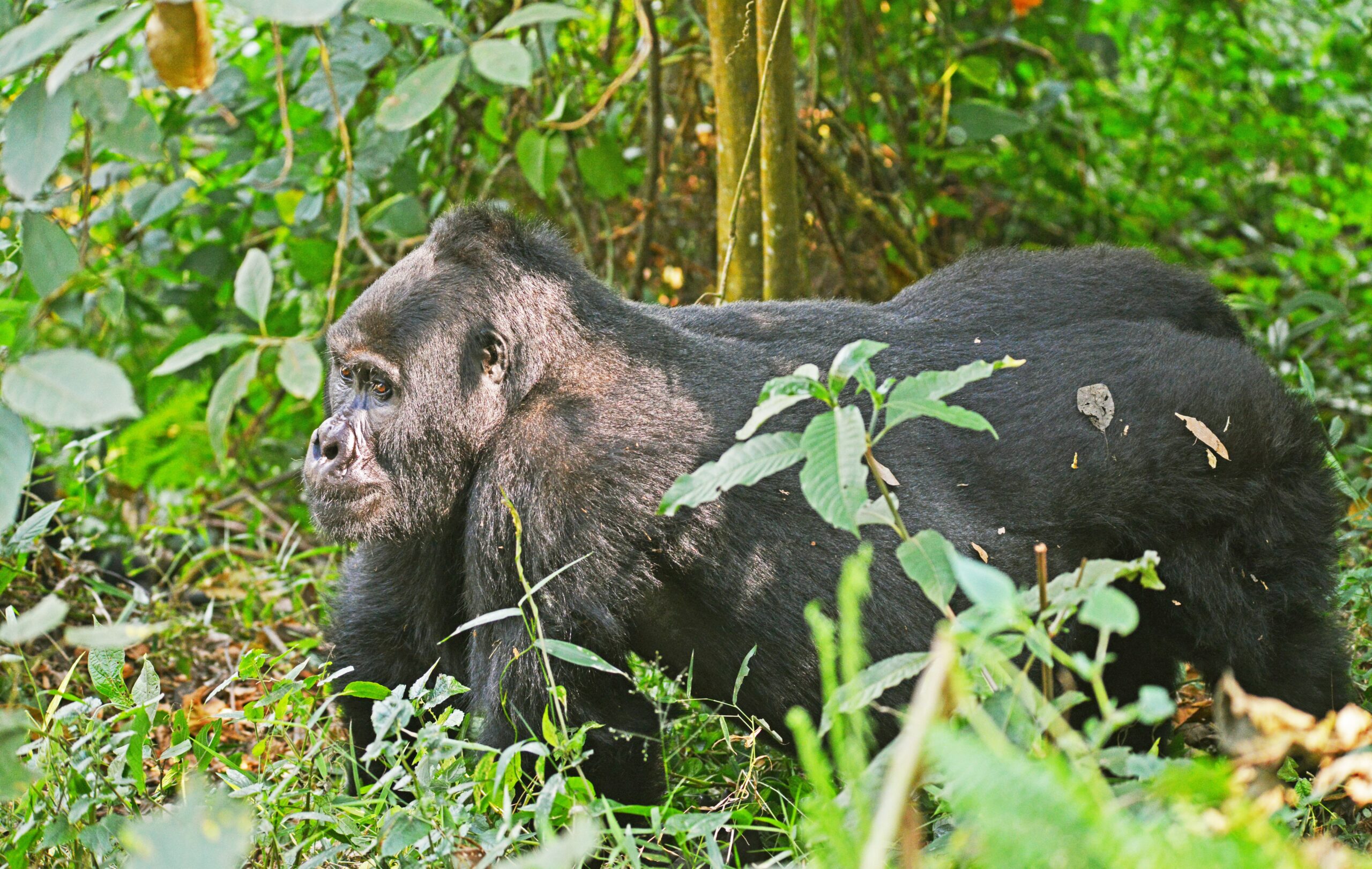 4-Day Rwanda Gorillas Trekking Safari